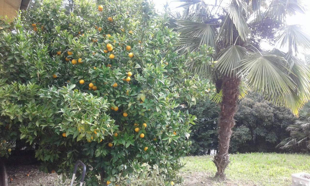 Bed and Breakfast Le Palme Chieti Exterior foto
